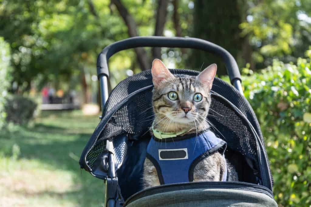 Do Cats Like Going for Walks in Strollers?