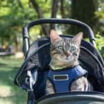 Do Cats Like Going for Walks in Strollers?