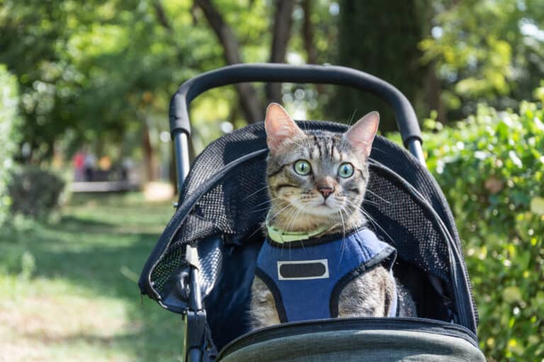 Do Cats Like Going for Walks in Strollers?