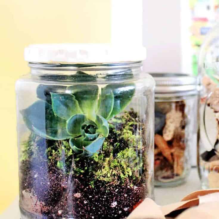 Image for DIY Mason Jar Terrarium