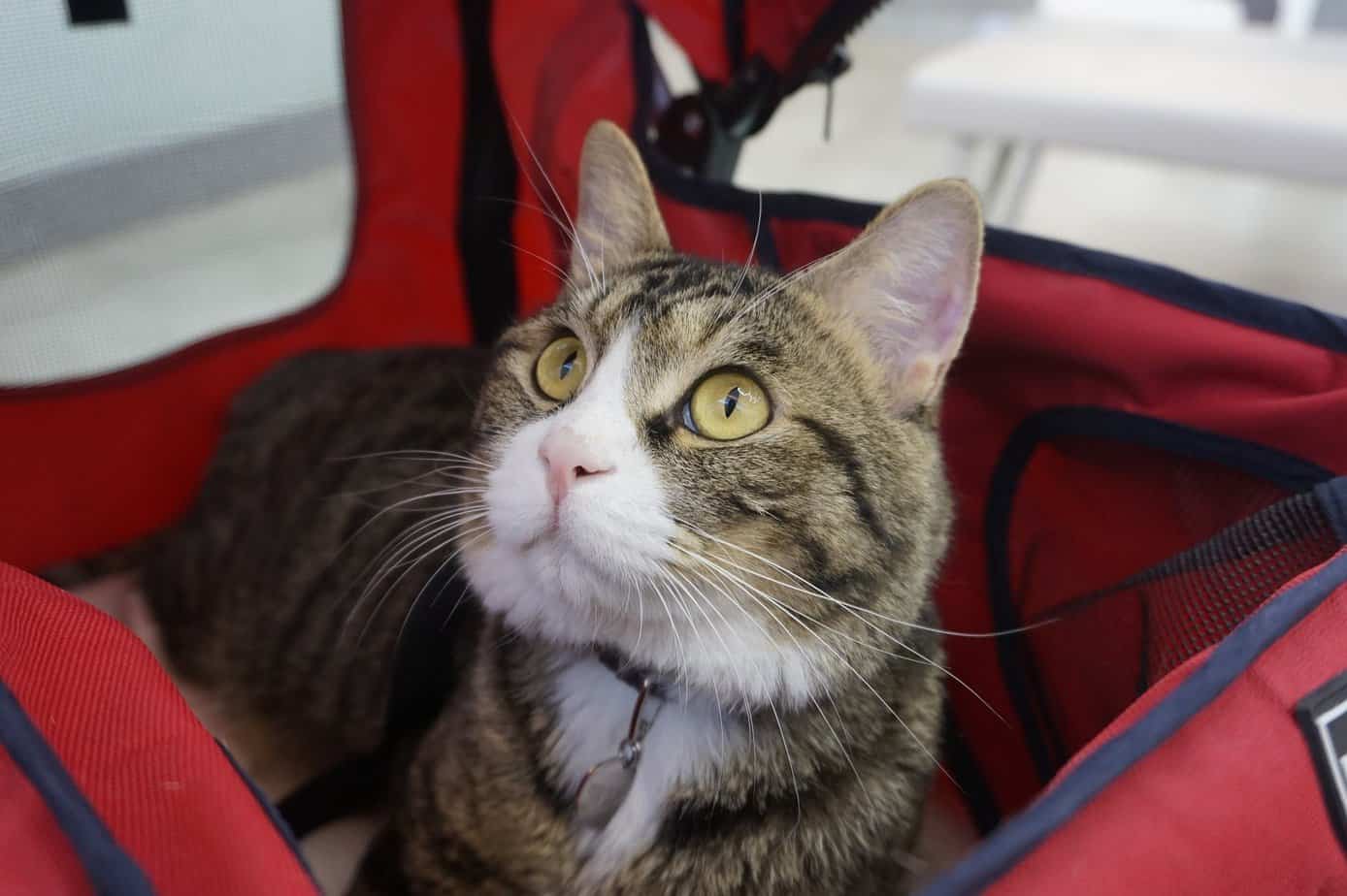 Do Cats Like Going For Walks In Strollers?