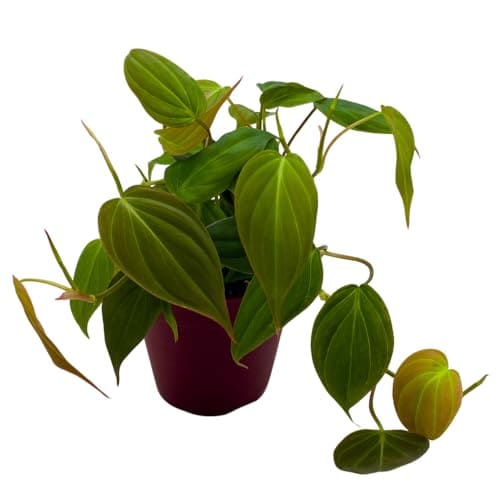 20 Hard-to-Kill Low-Light Plants for Busy Moms 105 Product