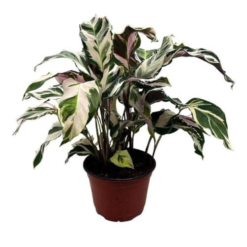 20 Hard-to-Kill Low-Light Plants for Busy Moms 107 Product