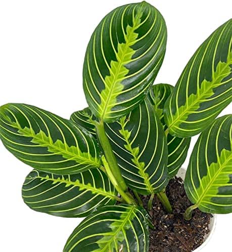 20 Hard-to-Kill Low-Light Plants for Busy Moms 119 Product
