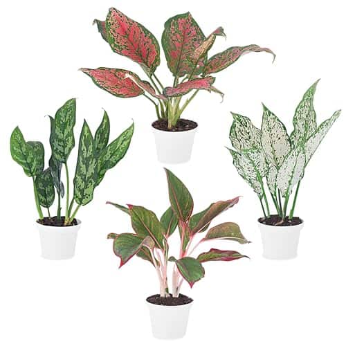 20 Hard-to-Kill Low-Light Plants for Busy Moms 91 Product