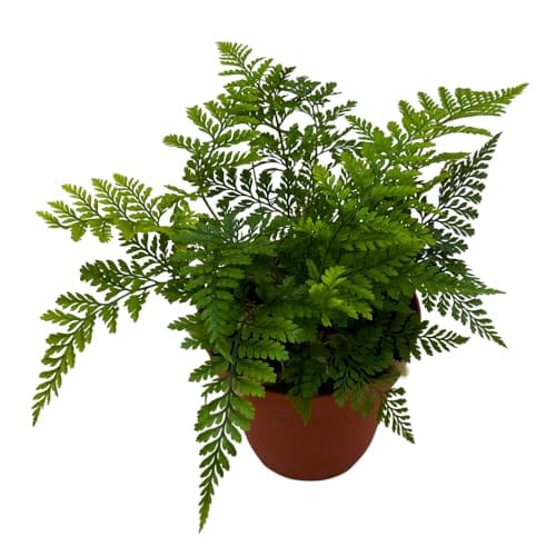 20 Hard-to-Kill Low-Light Plants for Busy Moms 115 Product