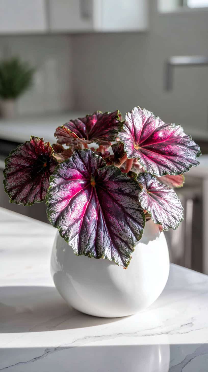 20 Hard-to-Kill Low-Light Plants for Busy Moms 110 Begonia Rex