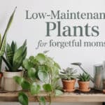 Low-Maintenance Plants for Forgetful Moms