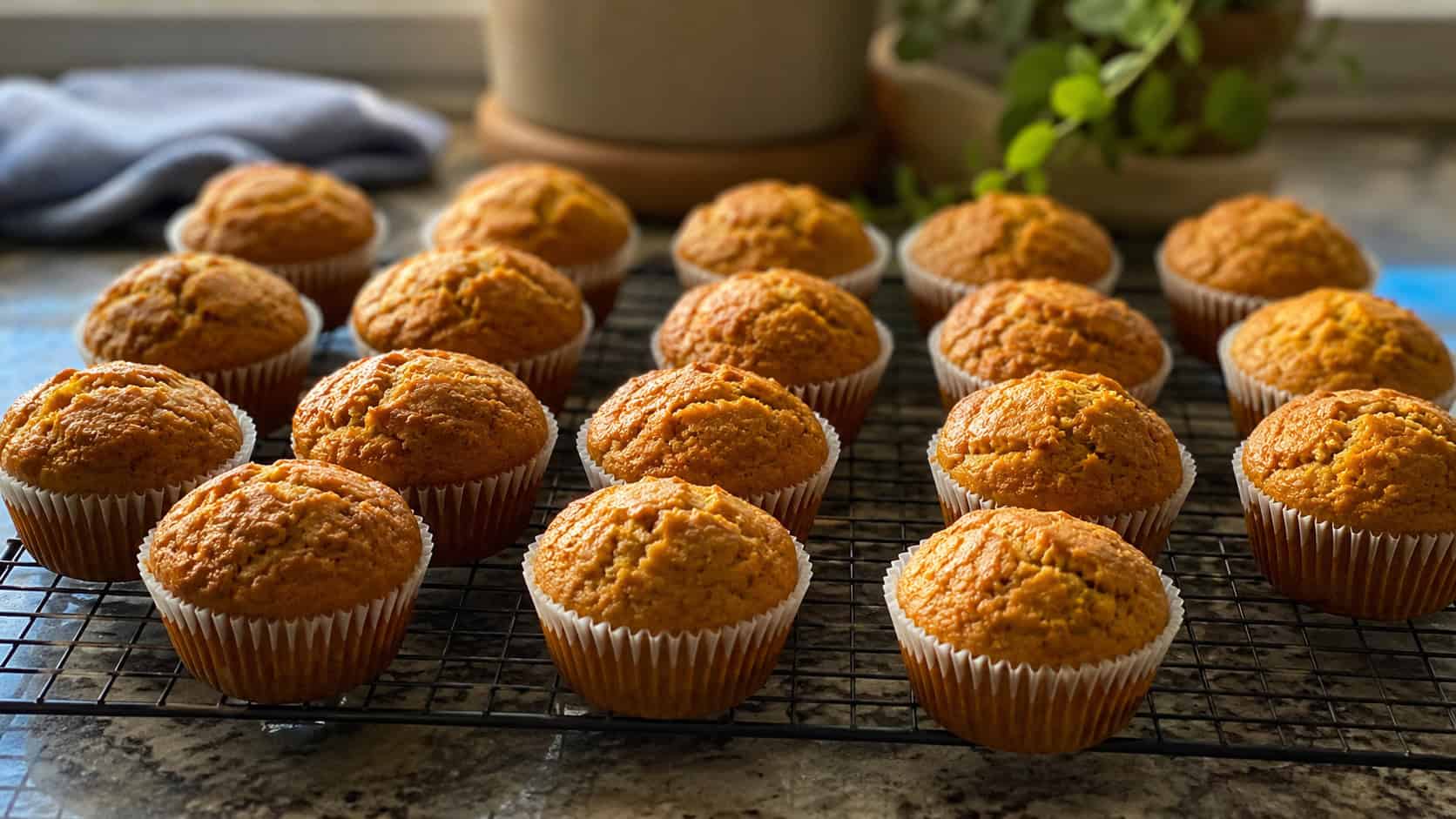 a wide tray of golden domed pumpkin muffins in paper liners, on a cooling rack, natural light, shallow depth of field, landscape orientation
